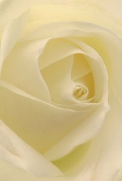 This close-up of an ivory rose, expertly arranged just steps from the waterside walkways of Surrey Quays, reveals a soft spiral of petals folding towards the centre in perfect harmony. The textural interplay is exquisite-silky yet matte, each layer nearly translucent, as if painted by the gentle dawn light that bathes the Docks. Subtle cream and pale lemon hues appear within the creamy folds, their colours blending seamlessly under the soft, diffuse lighting familiar to locals on a quiet morning. The mood is one of refined calm, a token of care suitable for both tender anniversaries and the peaceful comfort of remembrance. The natural perfection of the rose's form, its soothing curves and softly diffused shadows, creates a timeless impression; you can almost sense a faint, clean fragrance in the room, drifting through like the breeze off Russia Dock Woodland. Every element reflects the skill and devotion of a local Surrey Quays florist-this bloom is not simply decorative, but full of artistry, poised to mark any occasion with understated beauty and lasting grace.